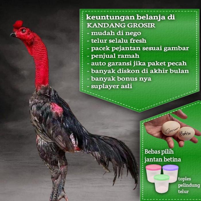 Wujudkan Kerukunan Dan Toleransi, Dandim Deiyai Resmikan Kampung ... Daun penggemuk ayam di Nakama, Kab. Paniai