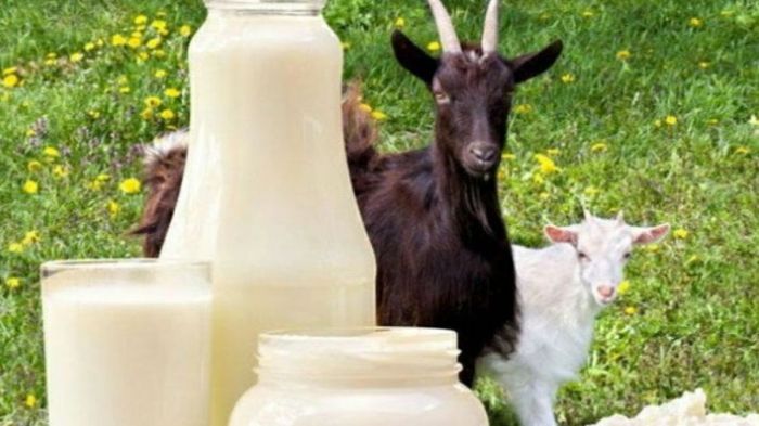 Susu kambing di Wonosobo, Kabupaten Wonosobo