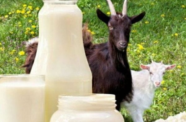 Susu kambing di Panceng, Gresik