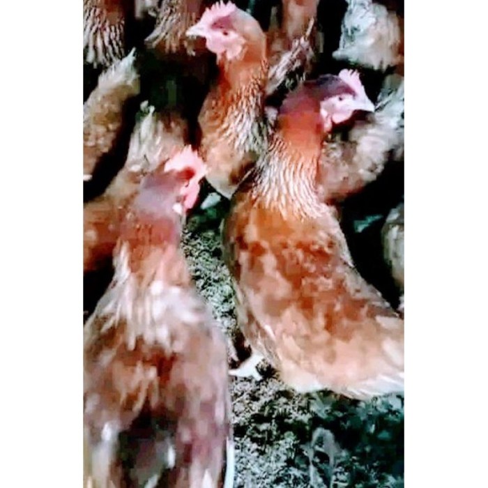 Ayam merah petelur di Panumbangan, Ciamis