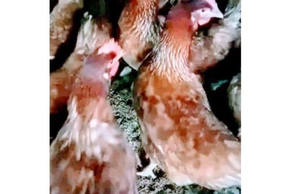 Ayam merah petelur di Karangtengah, Cianjur