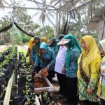 Nadiahs Little Farm: ayam kampung kacuk + ayam gajah