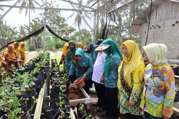 Nadiahs Little Farm: ayam kampung kacuk + ayam gajah