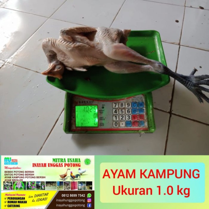 Harga ayam kampung potong di Cibitung, Sukabumi