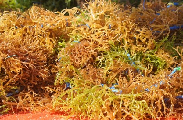 Jual Beternak Ayam Petelur | Shopee Indonesia