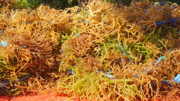 Jual Beternak Ayam Petelur | Shopee Indonesia Jual Beternak Ayam Petelur | Shopee Indonesia