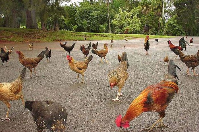 Unik! Dari Pantai sampai Jalan Raya, Pulau Ini Dikuasi Oleh Ribuan Ayam ... Unik! Dari Pantai sampai Jalan Raya, Pulau Ini Dikuasi Oleh Ribuan Ayam ...