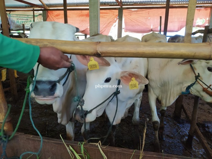 Ayam ternak di Tigo Lurah, Kabupaten Solok