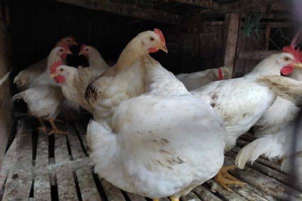 Daun penggemuk ayam di Balantak Utara, Banggai