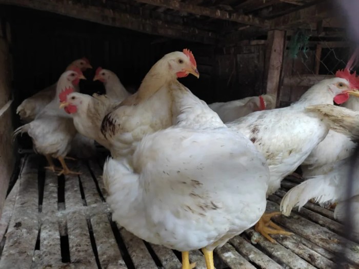 Daun penggemuk ayam di Balantak Utara, Banggai