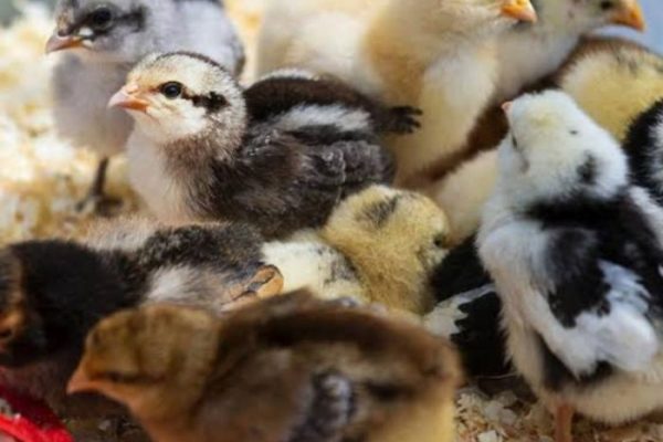 Harga ayam kampung potong di Anak Tuha, Lampung Tengah