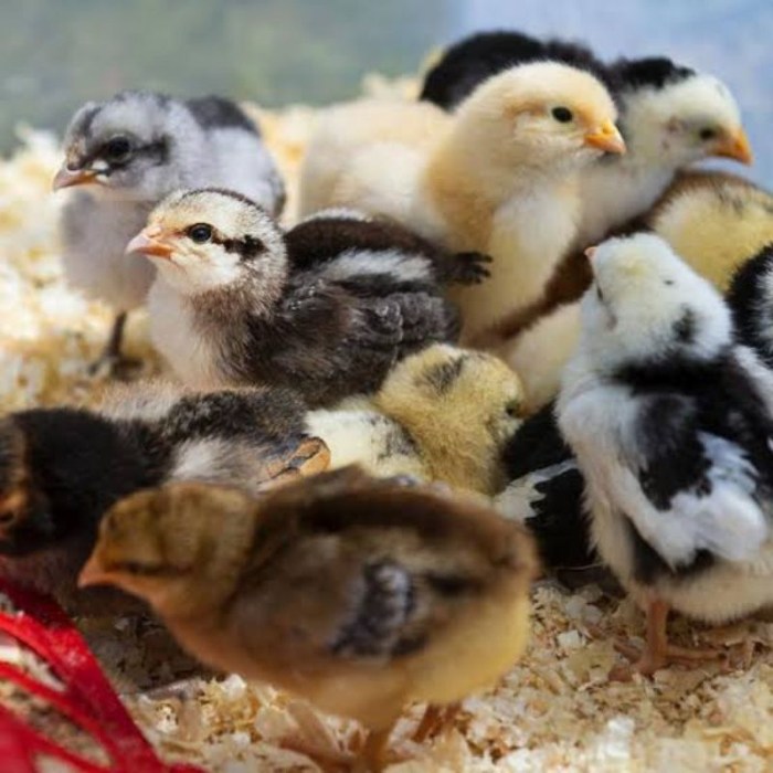 Jual Doc Ayam Kampung Pelung Francis Vaksin ( ULU ) Beli 15 Gratis 1 ... Harga ayam kampung potong di Anak Tuha, Lampung Tengah