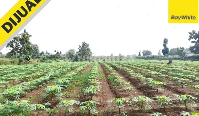 Budidaya ayam di Bumi Ratu Nuban, Lampung Tengah