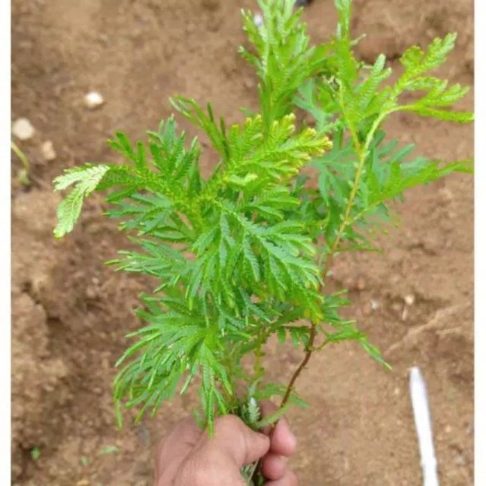 Daun penggemuk ayam di Soa, Ngada