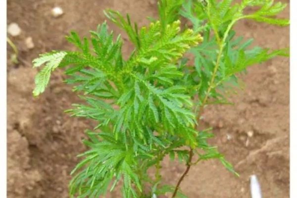 Daun penggemuk ayam di Bruyadori, Kab. Biak Numfor