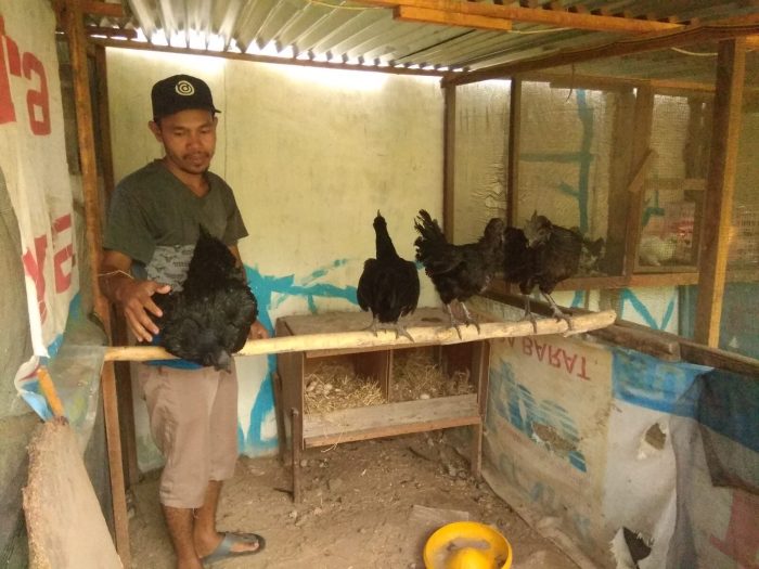 PERBANDINGAN TINGKAT KEBERHASILAN IB (INSEMINASI BUATAN) PADA TERNAK ...