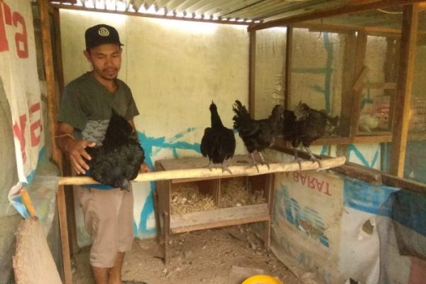 Ayam ternak di Panti, Kabupaten Pasaman