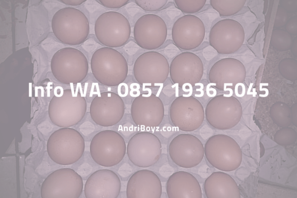 Map City of Aur Birugo Tigo Baleh World Map International vector ...