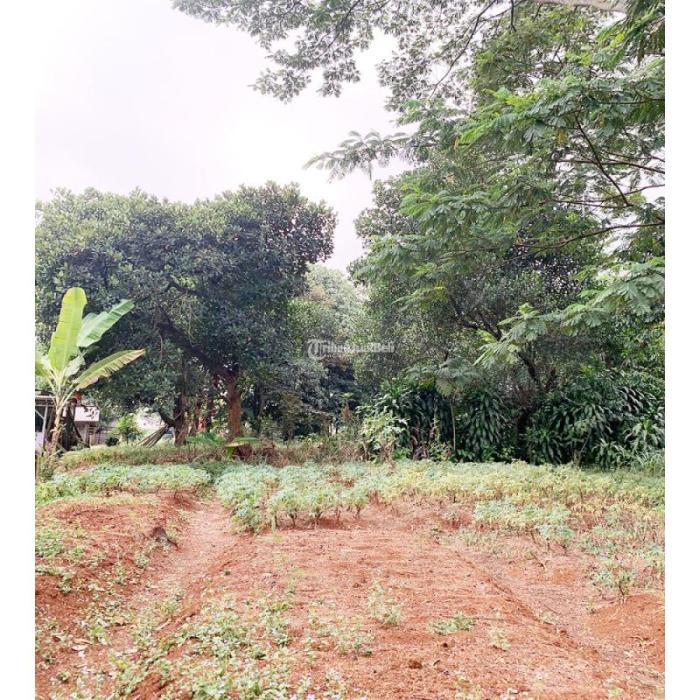 Susu kambing di Tajur Halang, Bogor