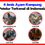 8 Jenis Ayam Petelur Paling Berkualitas, Favorit Bagi Peternak ...