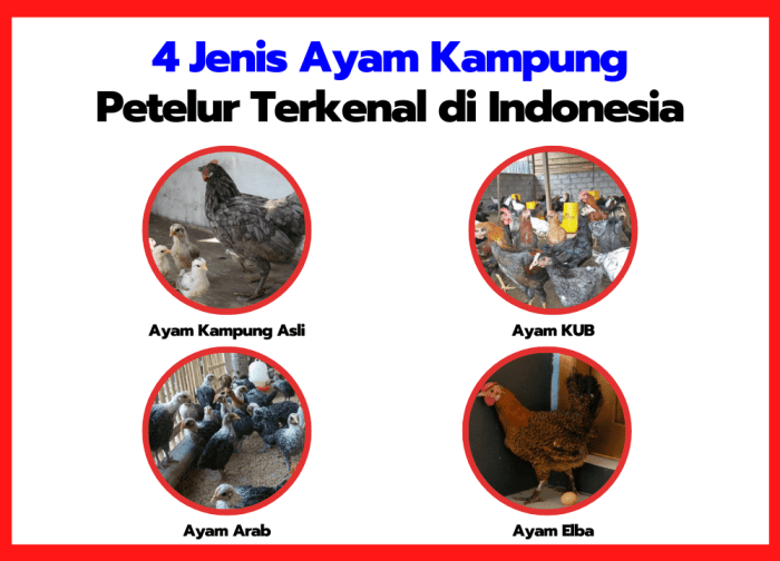 8 Jenis Ayam Petelur Paling Berkualitas, Favorit Bagi Peternak ... 8 Jenis Ayam Petelur Paling Berkualitas, Favorit Bagi Peternak ...