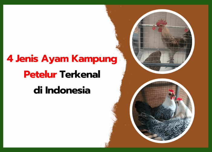 Ayam kampung petelur di Koba, Bangka Tengah
