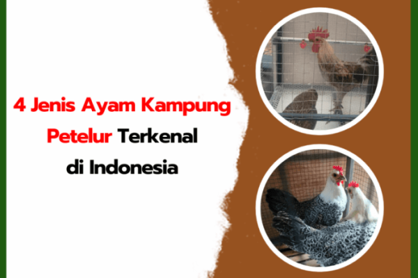 Ayam kampung petelur di Simpang Renggiang, Belitung Timur