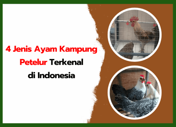 Ayam kampung petelur di Simpang Renggiang, Belitung Timur