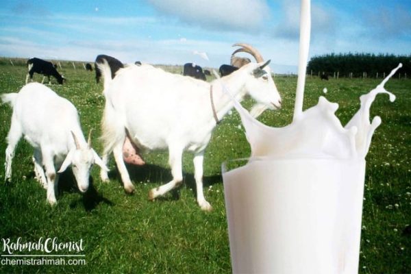 Susu kambing di Ceper, Klaten