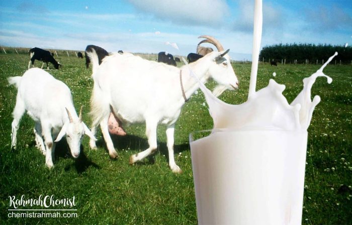 √ 4 Jenis Kambing Penghasil Susu Terbaik Susu kambing di Kaliwungu, Kendal