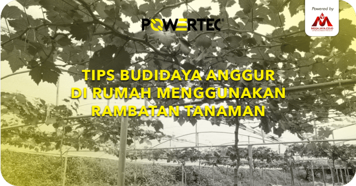 Budidaya Anggur di Rumah Menggunakan Rambatan Tanaman Budidaya ayam di Rambatan, Kabupaten Tanah Datar