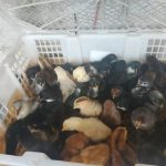 Ayam petelur jantan di Tanjung Harapan, Kota Solok