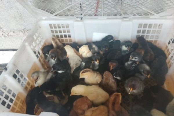 Ayam petelur jantan di Tanjung Harapan, Kota Solok