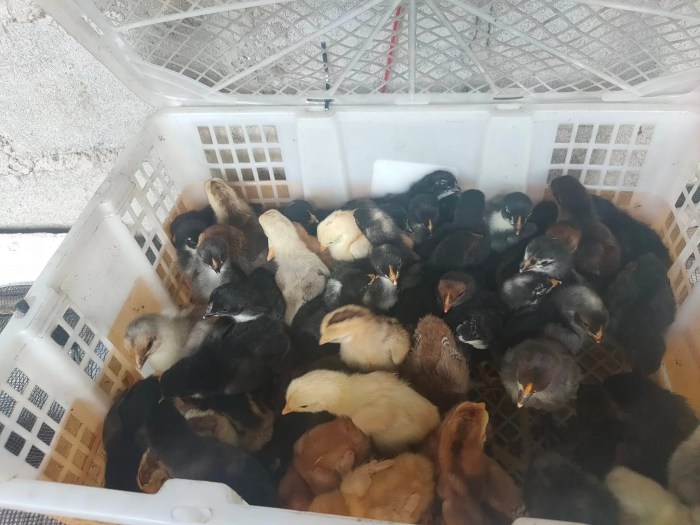 Nostalgia Ganjar usai Bertemu Peternak Ayam Petelur di Magetan... Ayam petelur jantan di Tanjung Harapan, Kota Solok