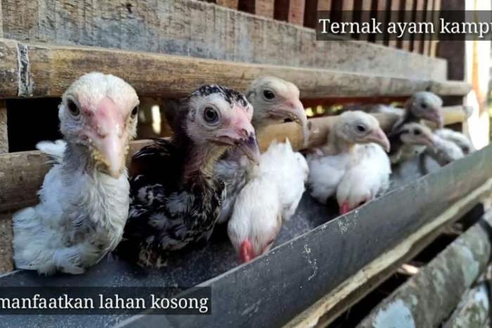 Sepil Ayam Bangkok Larkumbang Hasil Ternakan Sendiri!!! - YouTube Ayam Ternak di Sei. Lepan, Langkat