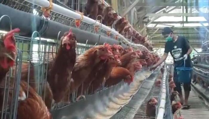 Ayam merah petelur di Bojongasih, Tasikmalaya