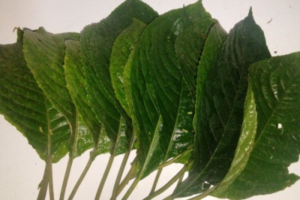 Daun penggemuk ayam di Muara Badak, Kutai Kartanegara