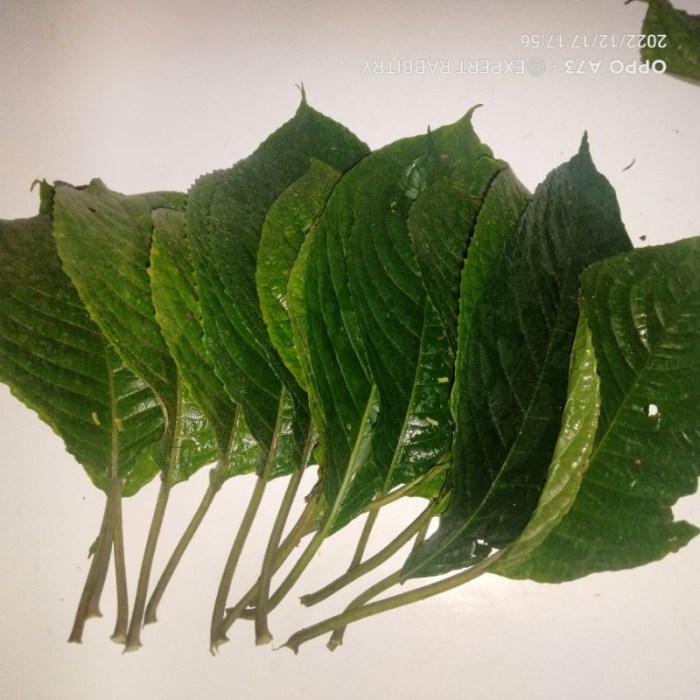 daun ketum ayam ( makanan haiwan ternakan ) | Shopee Malaysia Daun penggemuk ayam di Karangtengah, Kota Tangerang