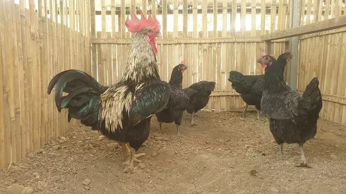 9 Tips Sukses Memulai Bisnis Budidaya Ayam Kampung 9 Tips Sukses Memulai Bisnis Budidaya Ayam Kampung