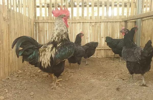 Budidaya ternak ayam di Sale, Rembang