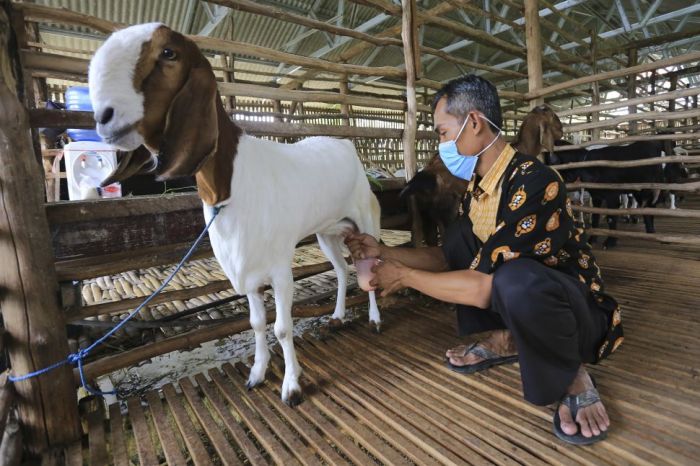 7 Manfaat ξSusuξ ξKambingξ yang Belum Banyak Diketahui Susu kambing di Karangampel, Indramayu