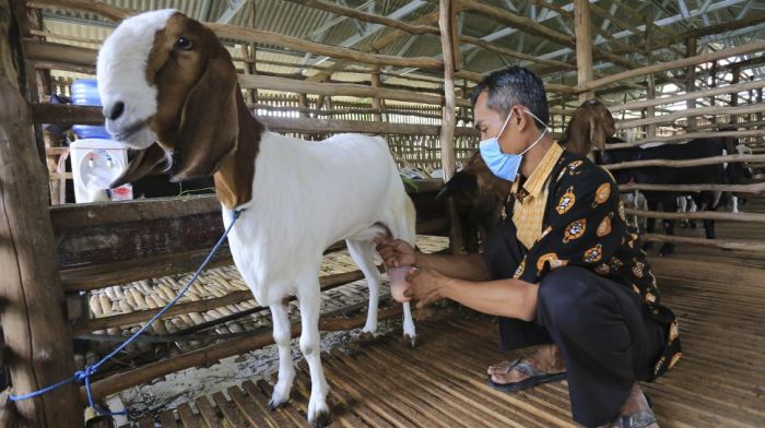 Susu kambing di Pancalang, Kuningan