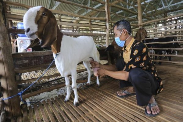 Susu kambing di Ngasem, Kediri