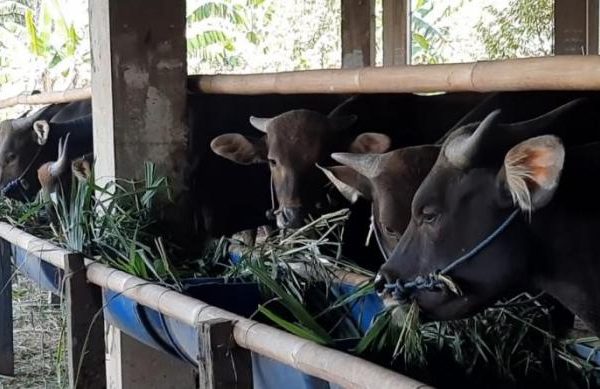 Daging kambing di Bekasi Timur, Kota Bekasi