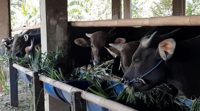 Daging kambing di Bekasi Timur, Kota Bekasi