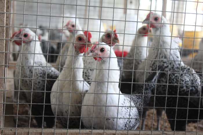 4 Jenis Ayam Kampung Petelur Terkenal di Indonesia 4 Jenis Ayam Kampung Petelur Terkenal di Indonesia