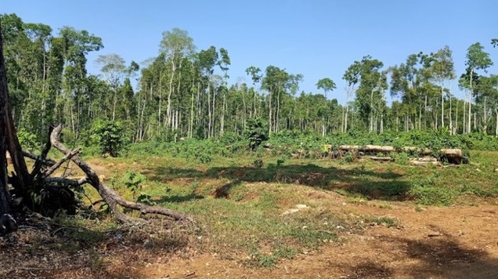 Daun penggemuk ayam di Sojol Utara, Donggala