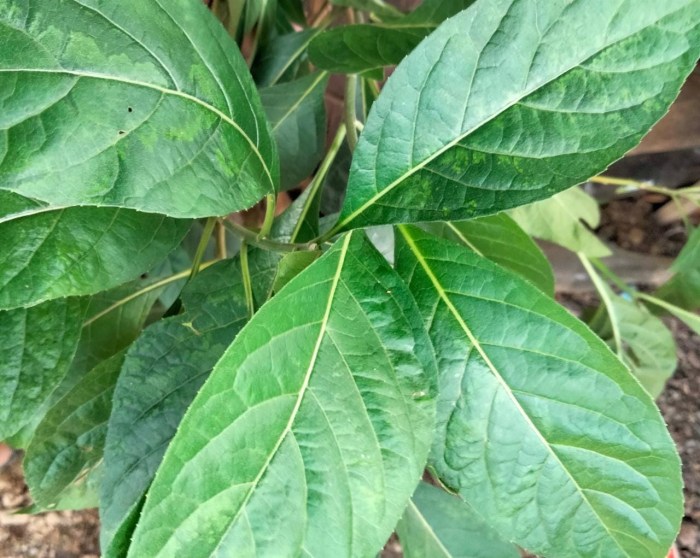 Daun penggemuk ayam di Pangkalan Lada, Kotawaringin Barat