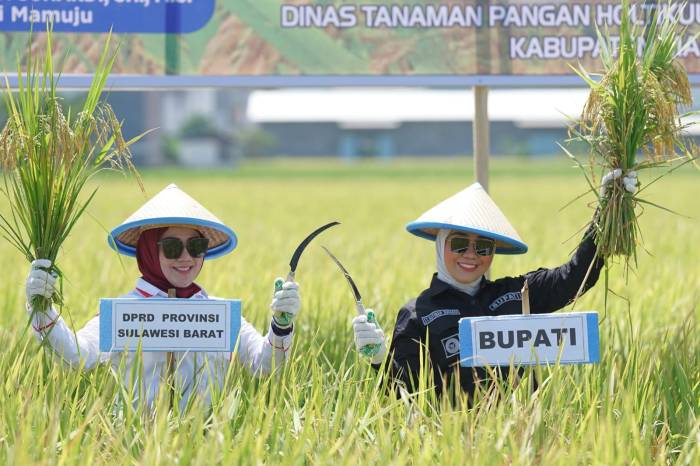 Daun penggemuk ayam di Kalukku, Mamuju