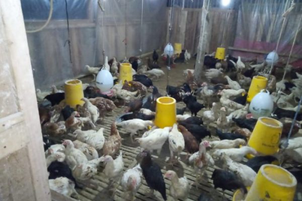 Ternak ayam kampung di Banjarmasin Utara, Kota Banjarmasin